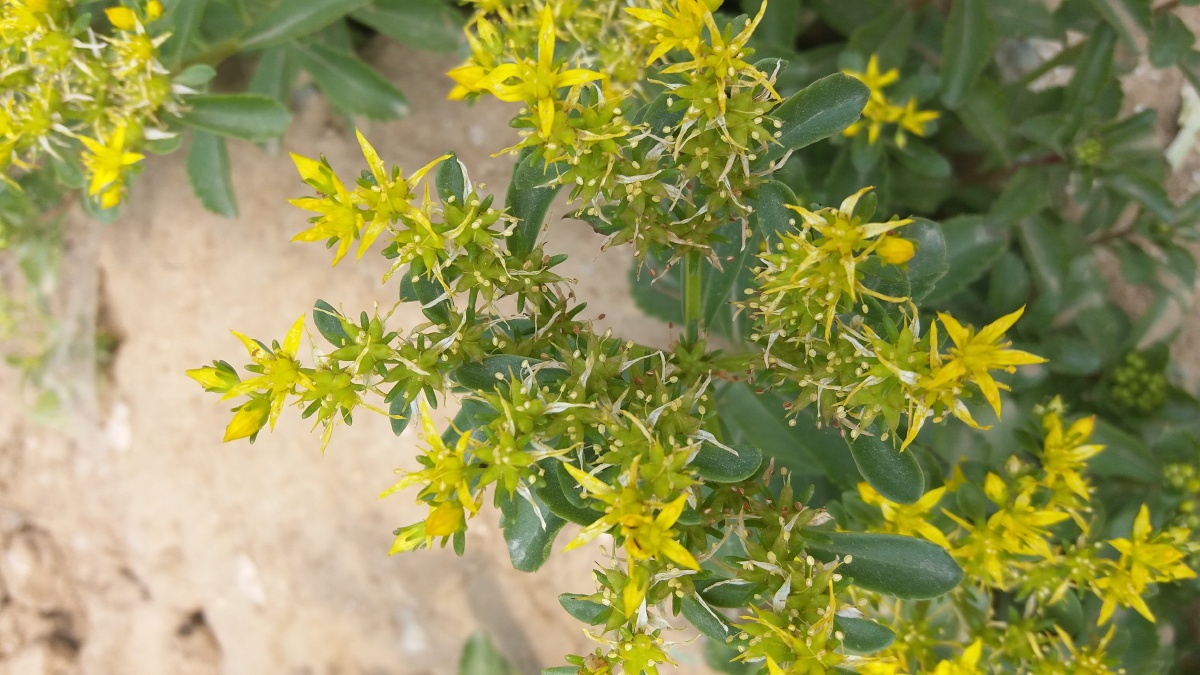 费菜,一种景天科植物,马路边很常见,但却很少有人认识它.