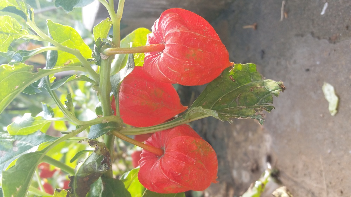 红菇娘中药店叫做红灯笼学名是酸浆等下霜时吃酸酸的很好吃而且消炎