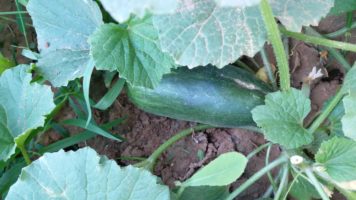 野西瓜苗怎么样