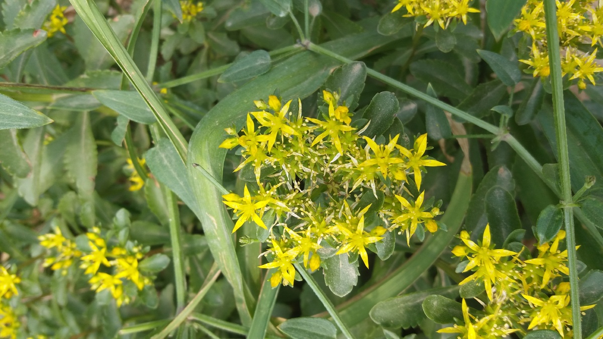 费菜,一种景天科植物,马路边很常见,但却很少有人认识它.