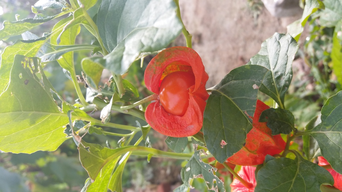 红菇娘中药店叫做红灯笼学名是酸浆等下霜时吃酸酸的很好吃而且消炎