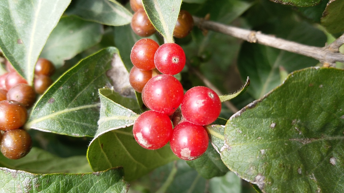 秋天的小红果子