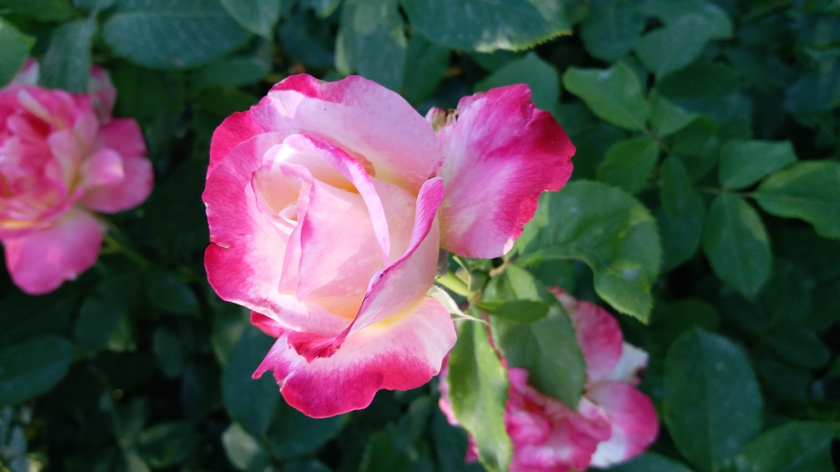 粉嫩粉嫩的月季花