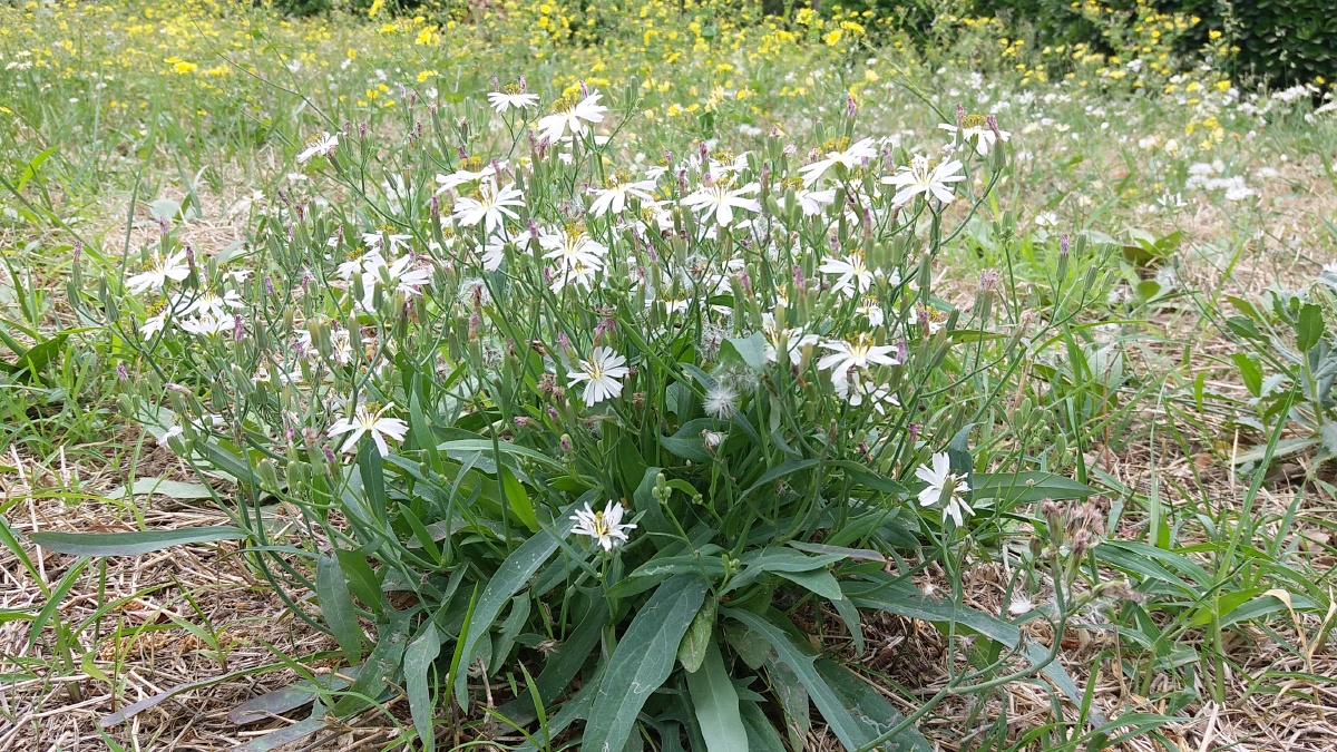 白色苦菜花 - 墨小渔 - 图虫