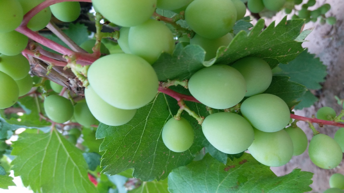 绿色的巨峰葡萄,巨峰葡萄还没有成熟的样子 - 墨小渔 - 图虫