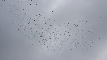247150