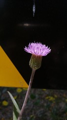 520617