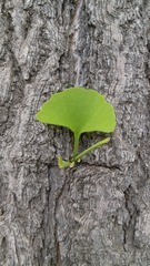 520102