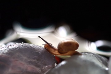 268085