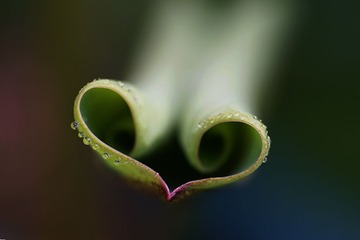 脸谱（组照4）