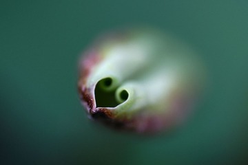 脸谱（组照5）