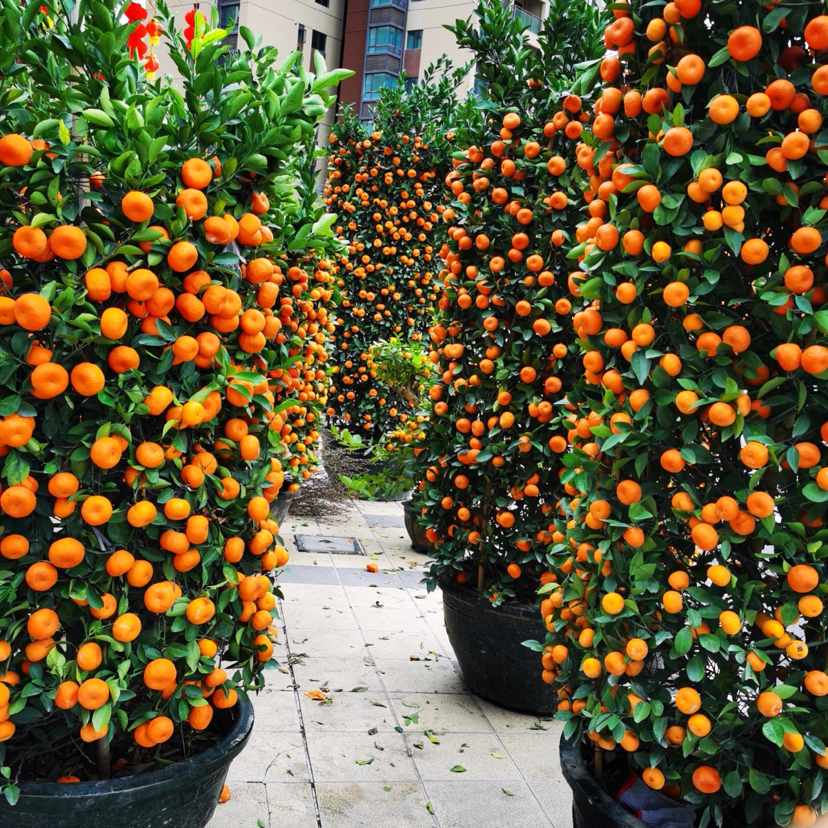 硕果累累 - 山水情可乐 - 图虫