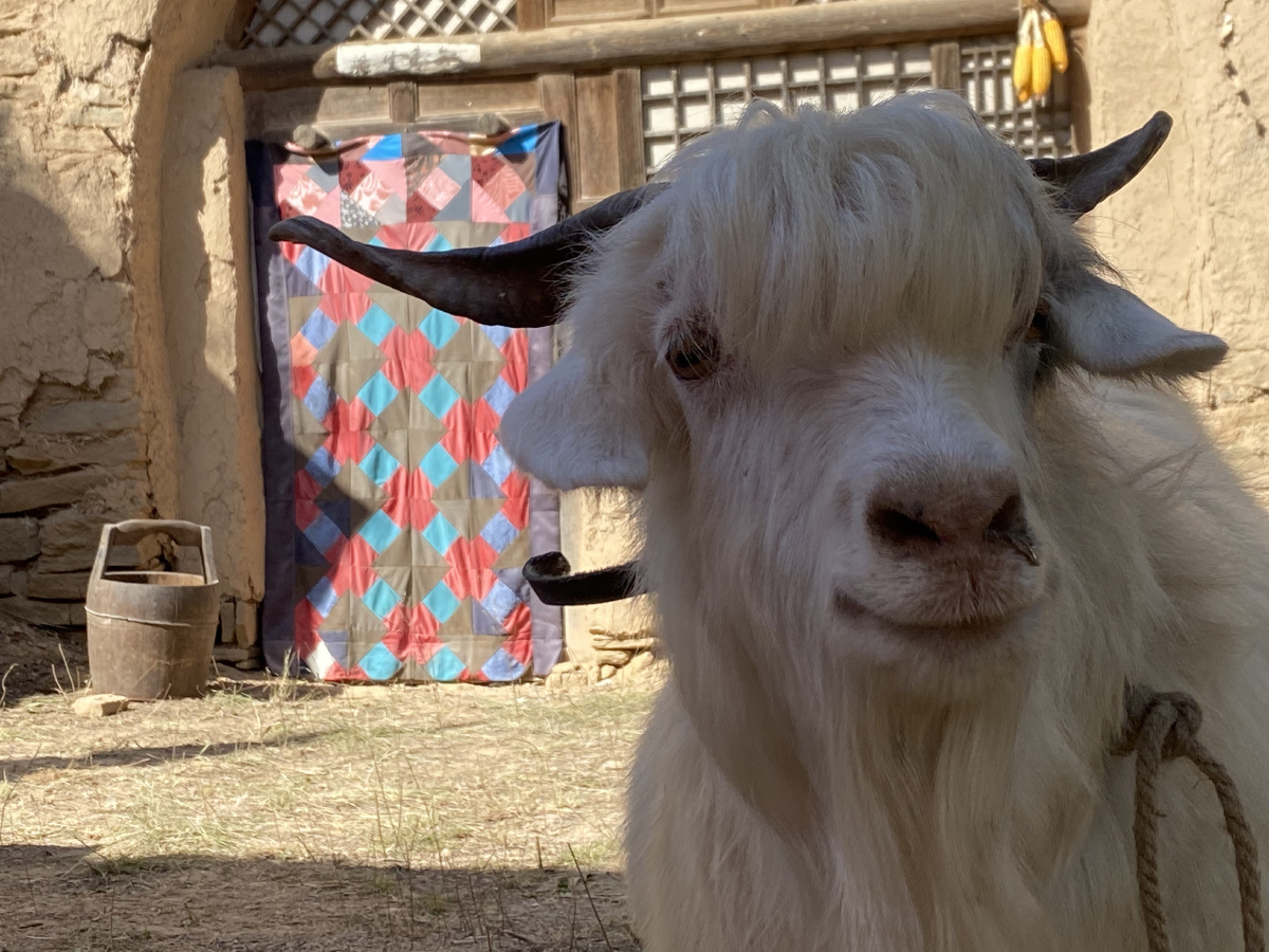 空气刘海的白山羊