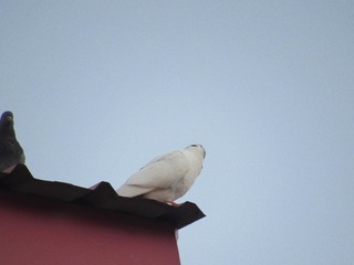 IMG_1479