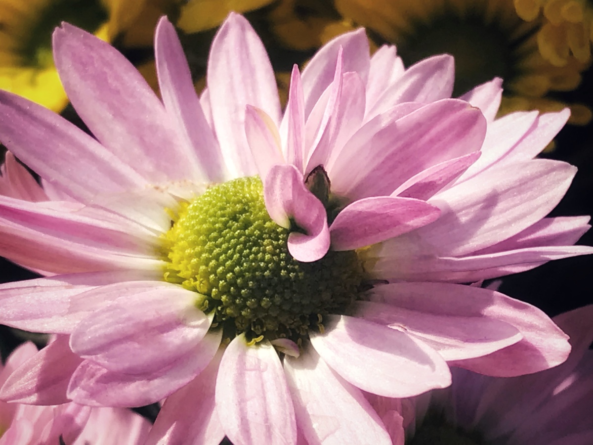 花中花～一朵粉色小雏菊 - emma675