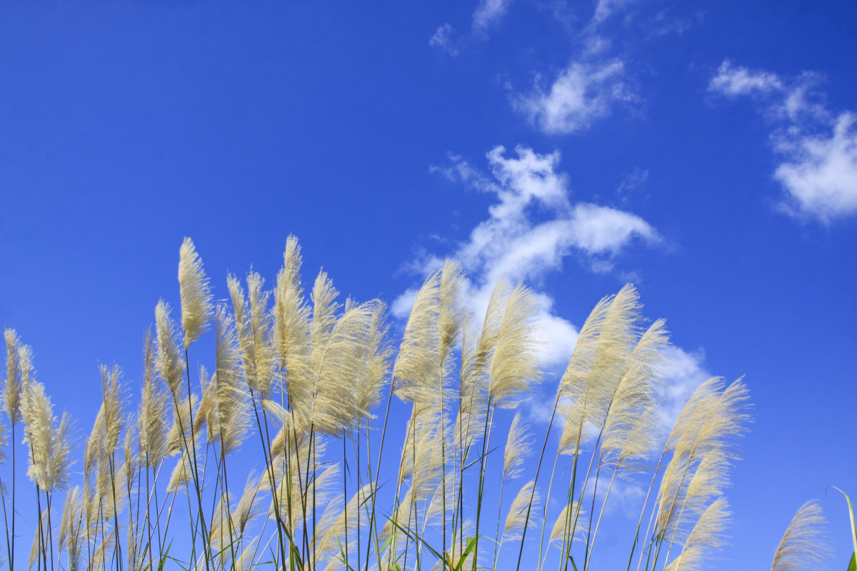 蓝天白云阳光下的芦苇草