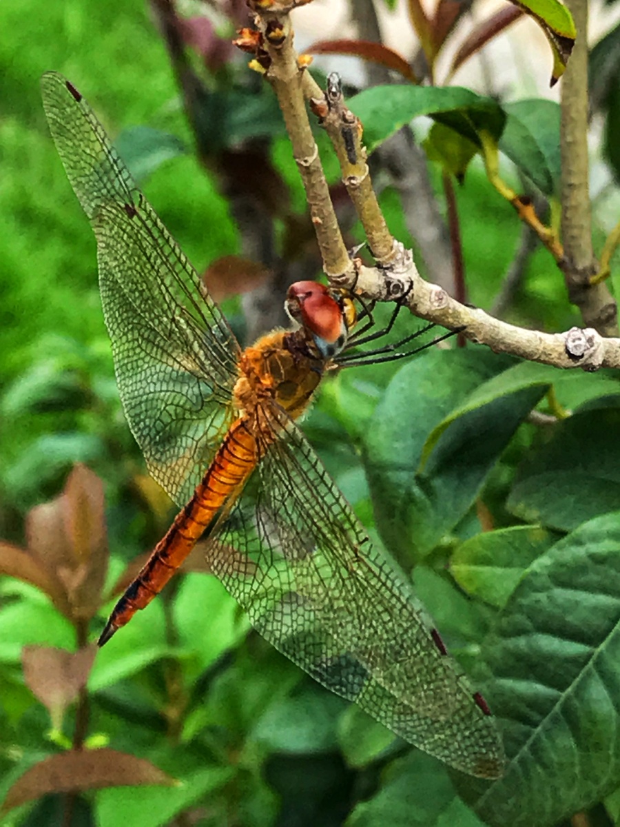 蜻蜓～生命短暂自由的小生灵到院子里拍花,一转身,看到藏在树枝上的这