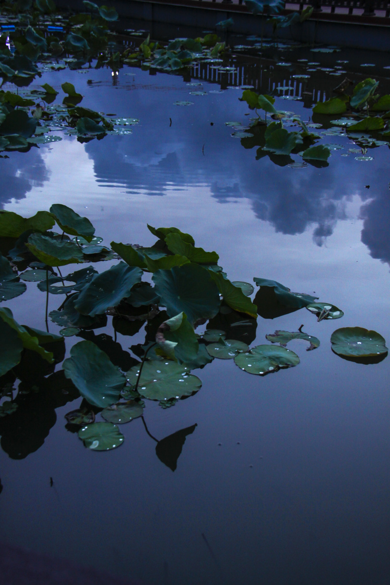 傍晚月色下寂静的荷塘