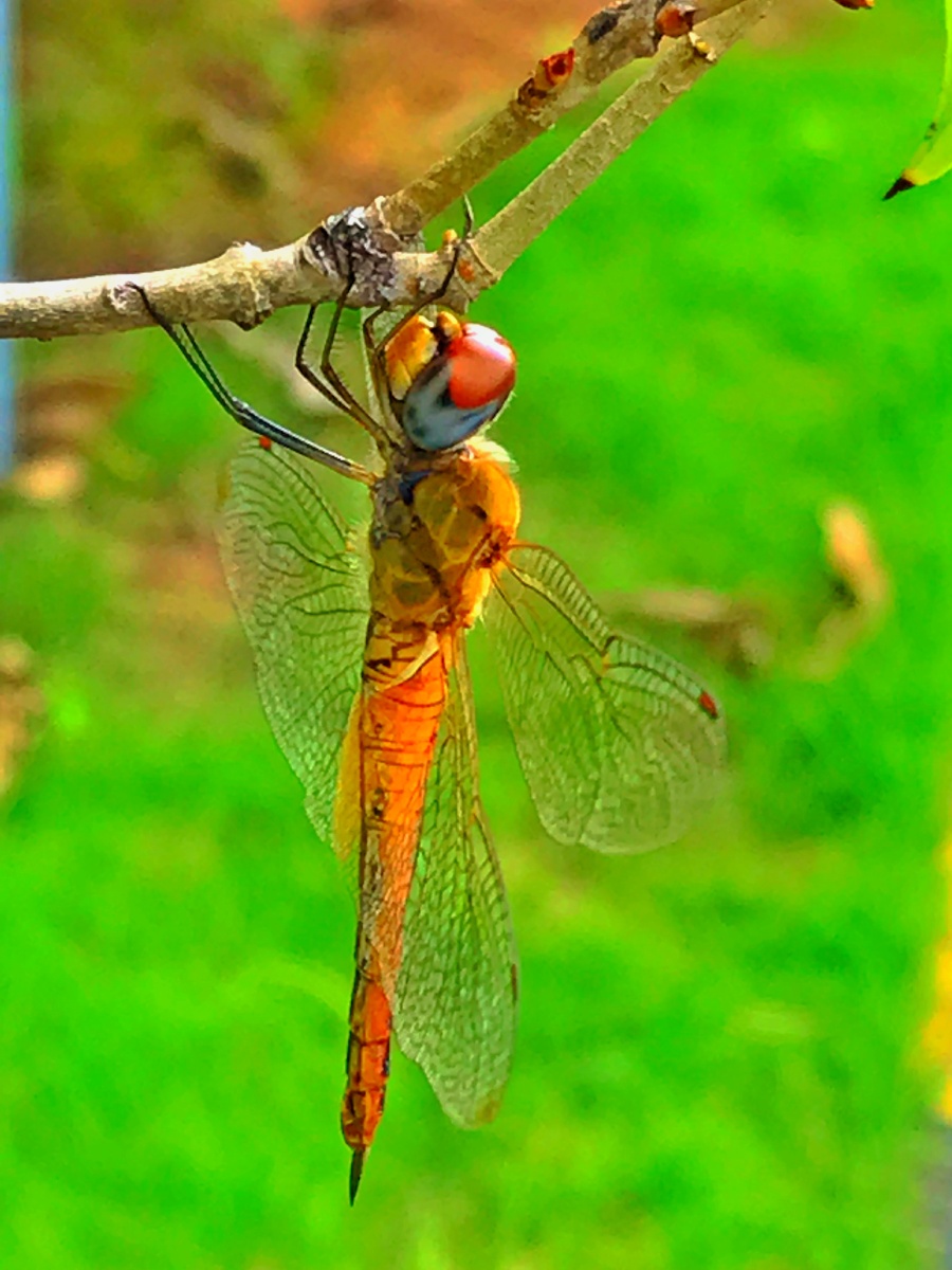 蜻蜓～生命短暂自由的小生灵到院子里拍花,一转身,看到藏在树枝上的这