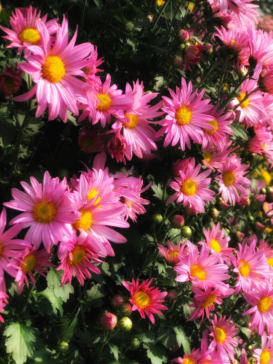 一丛粉色小雏菊