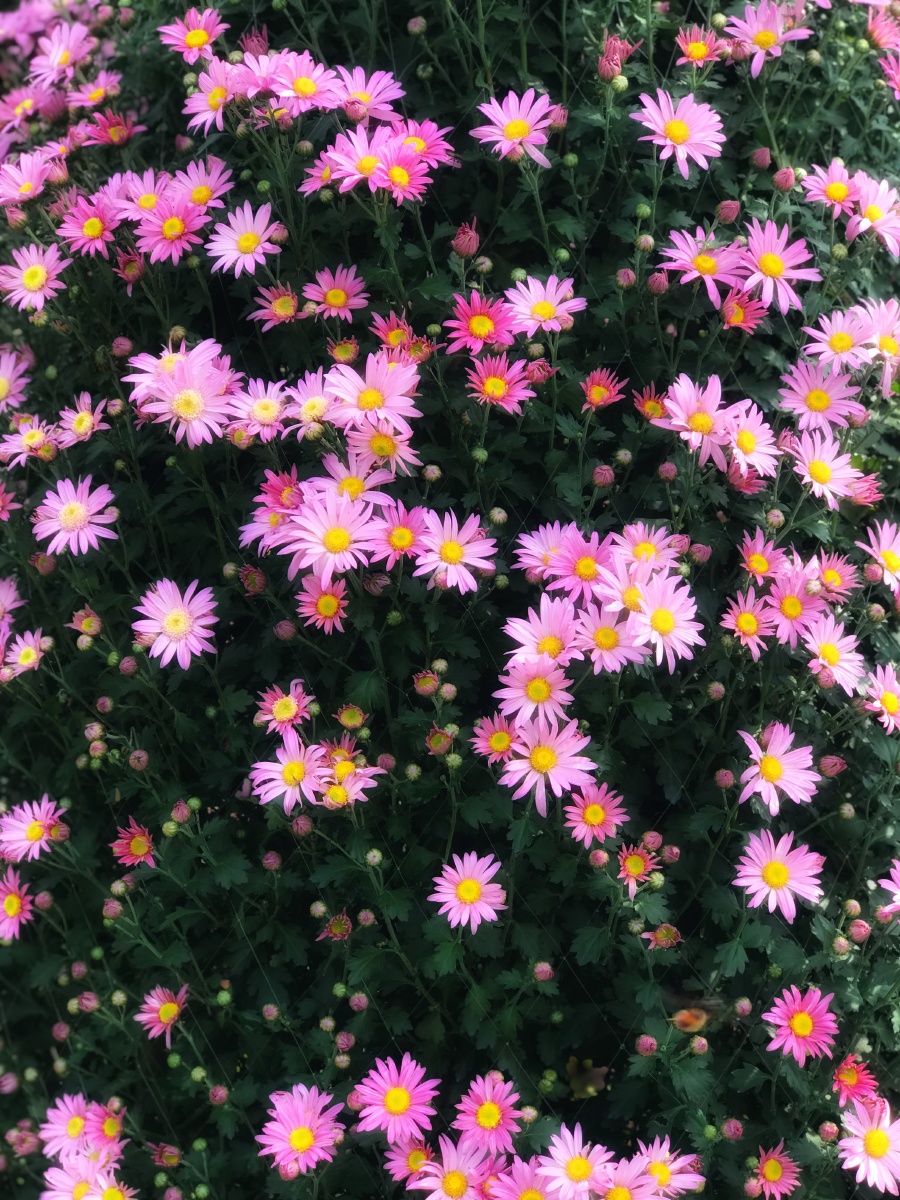 一丛粉色小雏菊