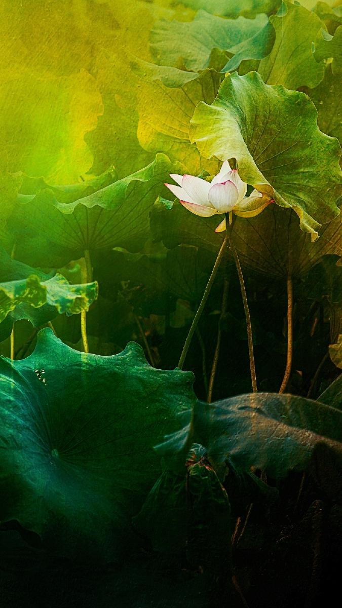 荷花,落入凡尘的仙子,丽质天成,绝代芳华的容颜,出淤泥而不染,濯橇鞍