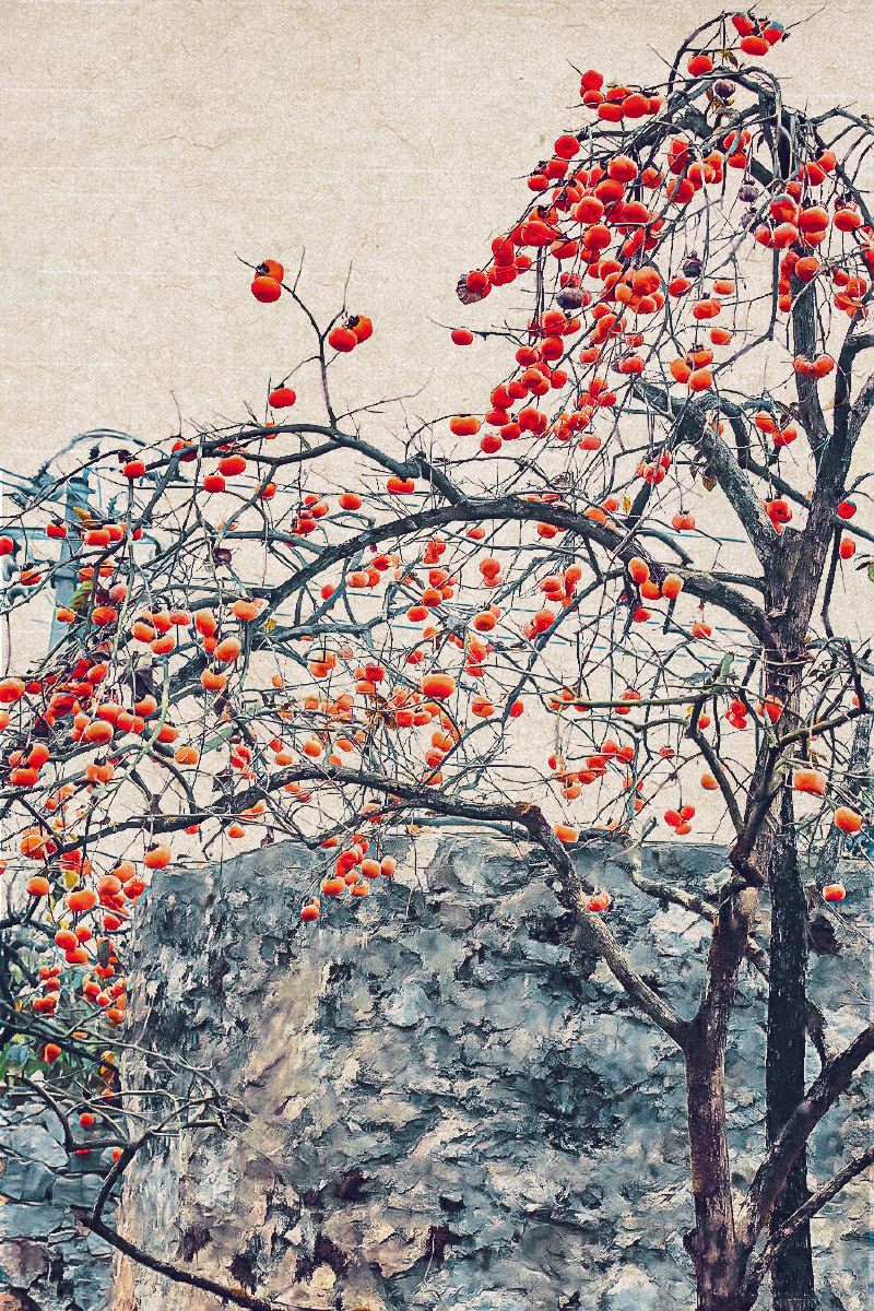 梦一样的,柿子林 - 默默178 - 图虫