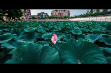 夏末。荷