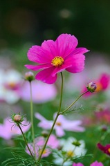 DSC_2674.jpg