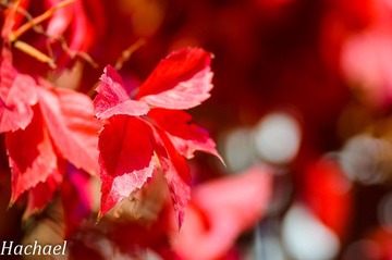 DSC_3626.jpg