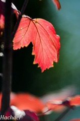 DSC_3698.jpg