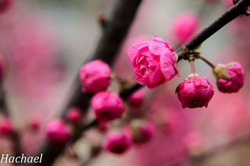 DSC_4762.jpg