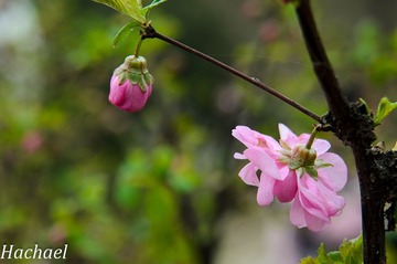 DSC_4800.jpg