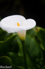 DSC_5329.jpg