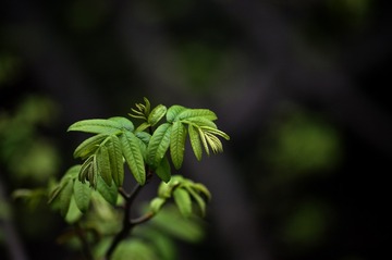 _DSC5385