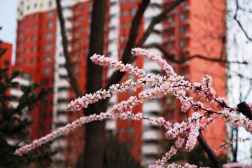 DSC03833 (1)