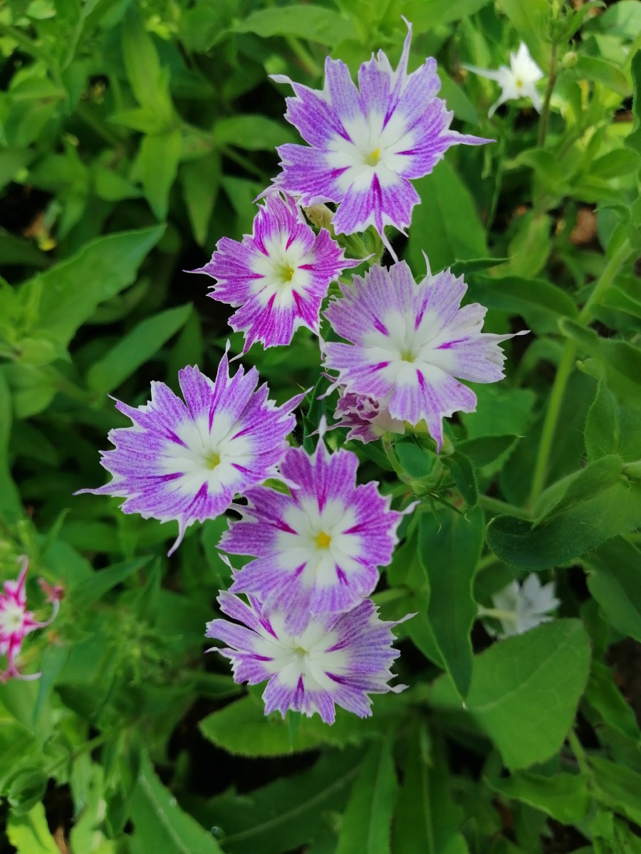 草坪的小花开了