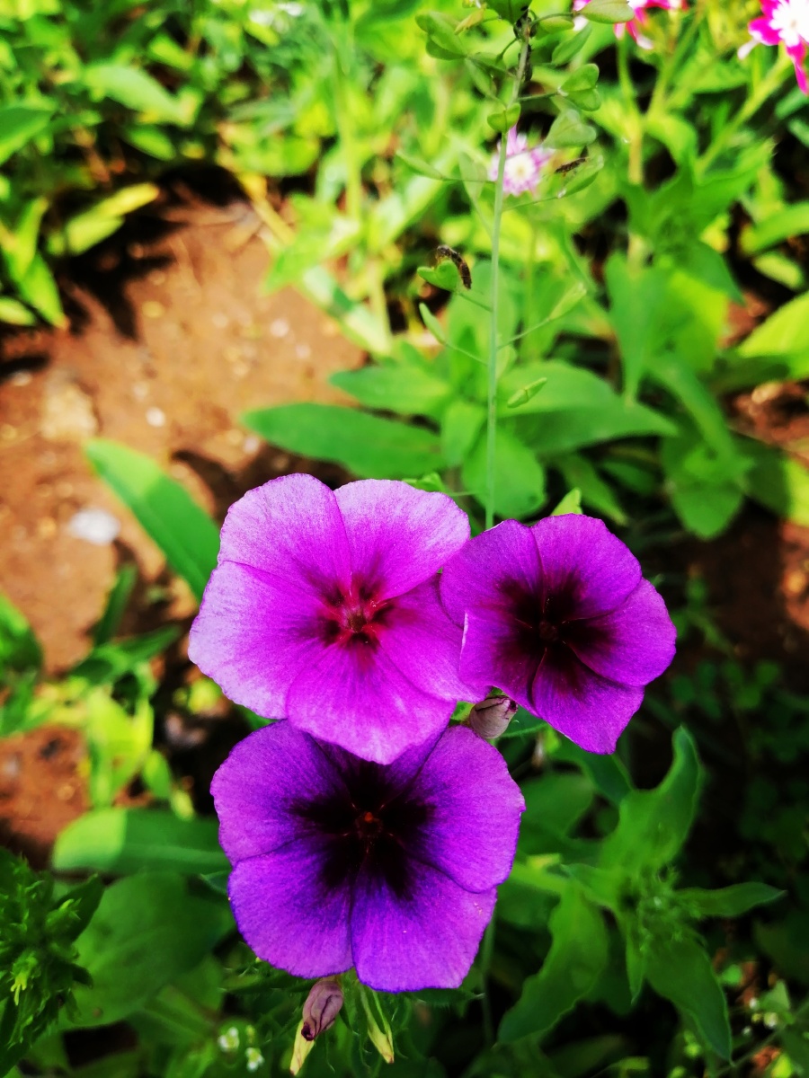 草坪的小花开了