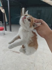 1000005133