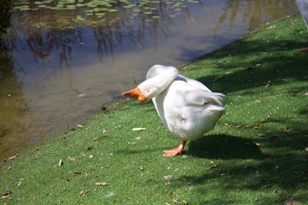 大鹅的姿态 - sun旅拍 - 图虫