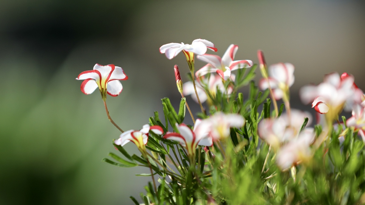 酢浆草双色冰淇淋