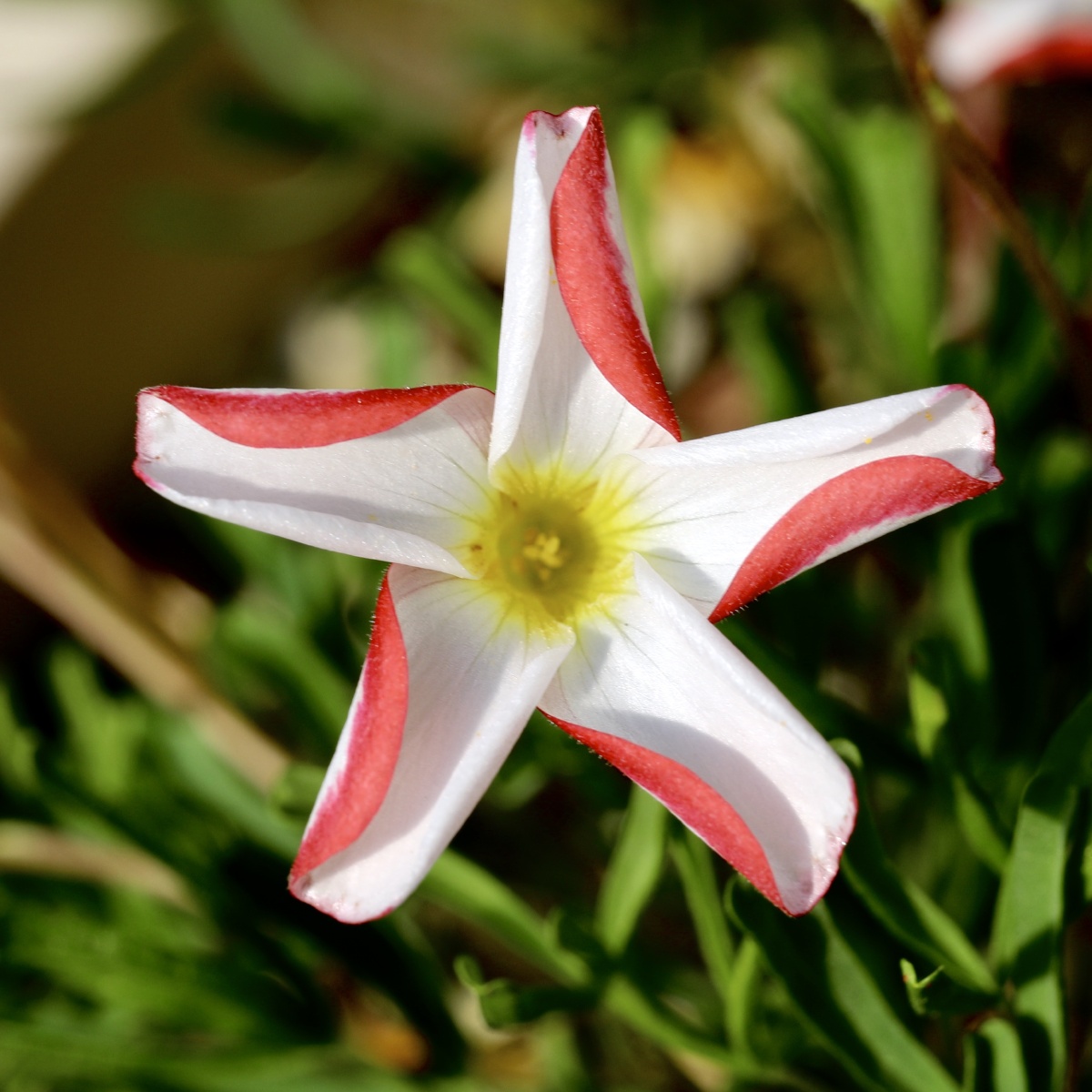 酢浆草双色冰淇淋