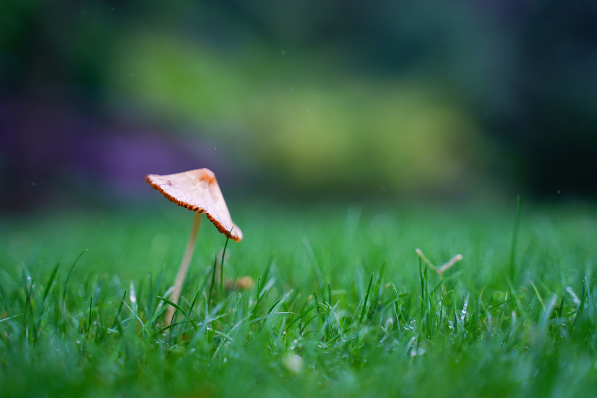 雨天 带水的植物绽放出生命力