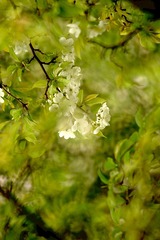 Optional("D0129F79-5166-458B-B665-5CF33C4C4A5A/L0/001")