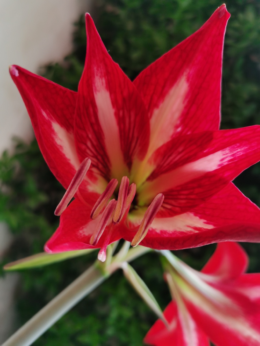 炮打四门开花了