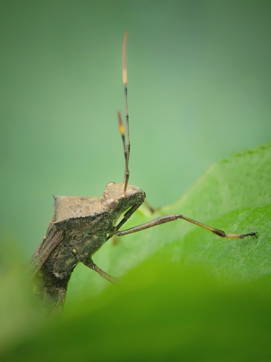 点蜂缘蝽特写 - 顾伟鑫 - 图虫
