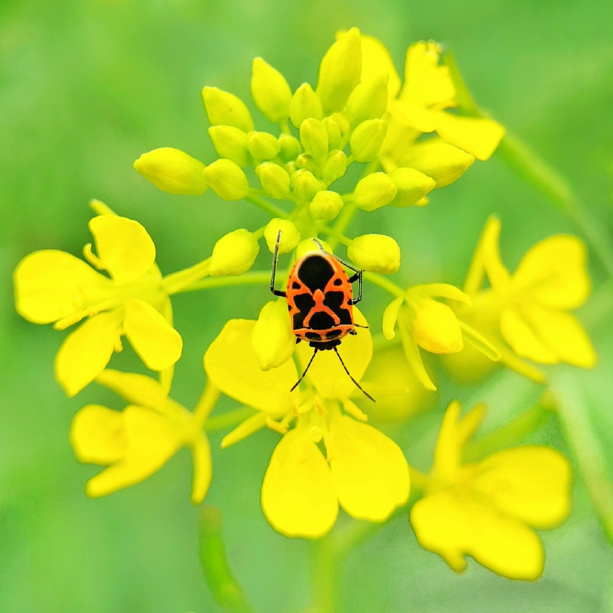 手机微距61菜蝽