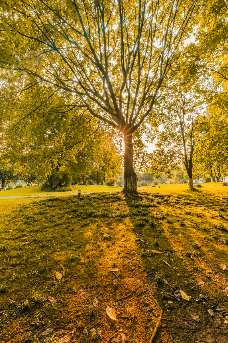 那棵树,那个下午的阳光