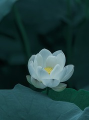 509587