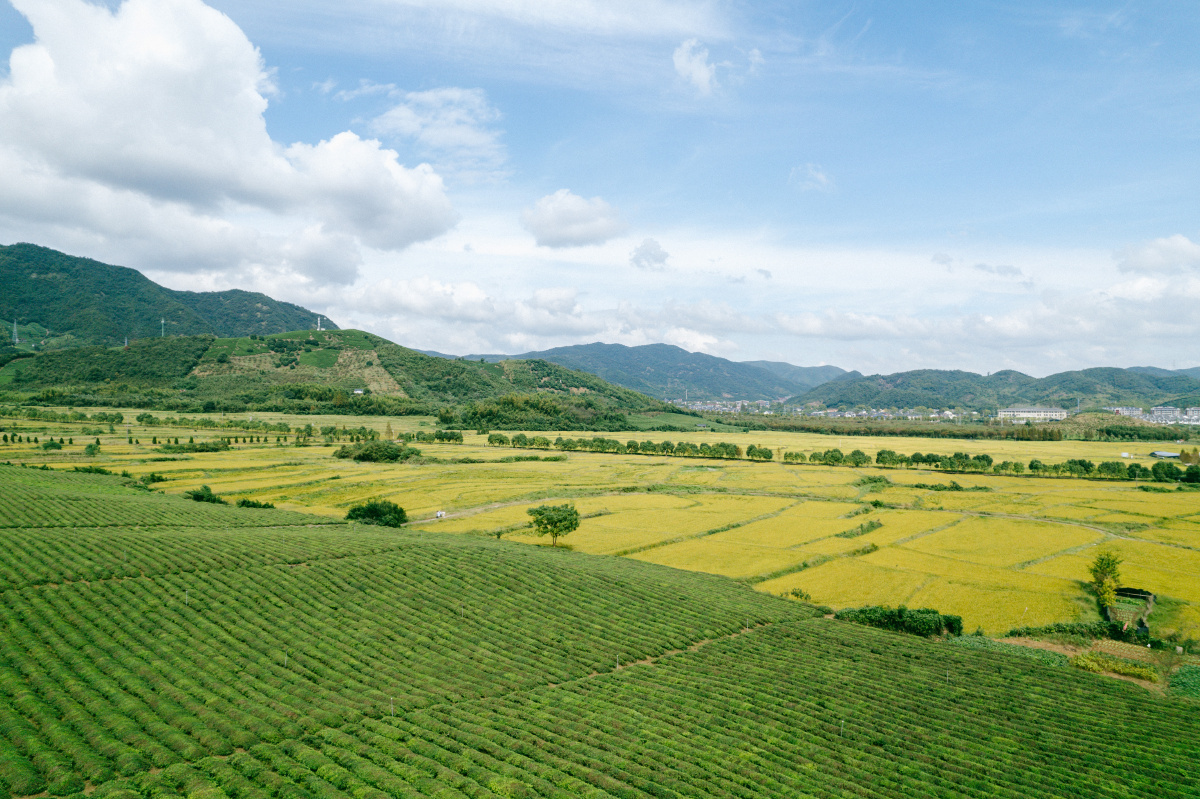 金色稻田拍摄于德清县莫干山镇劳岭村